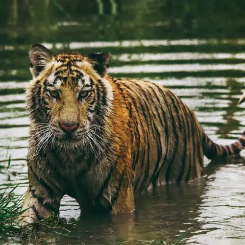 When a Tiger Eye Bracelet Breaks: Unveiling the Meaning, Superstitions, and Alternative Solutions